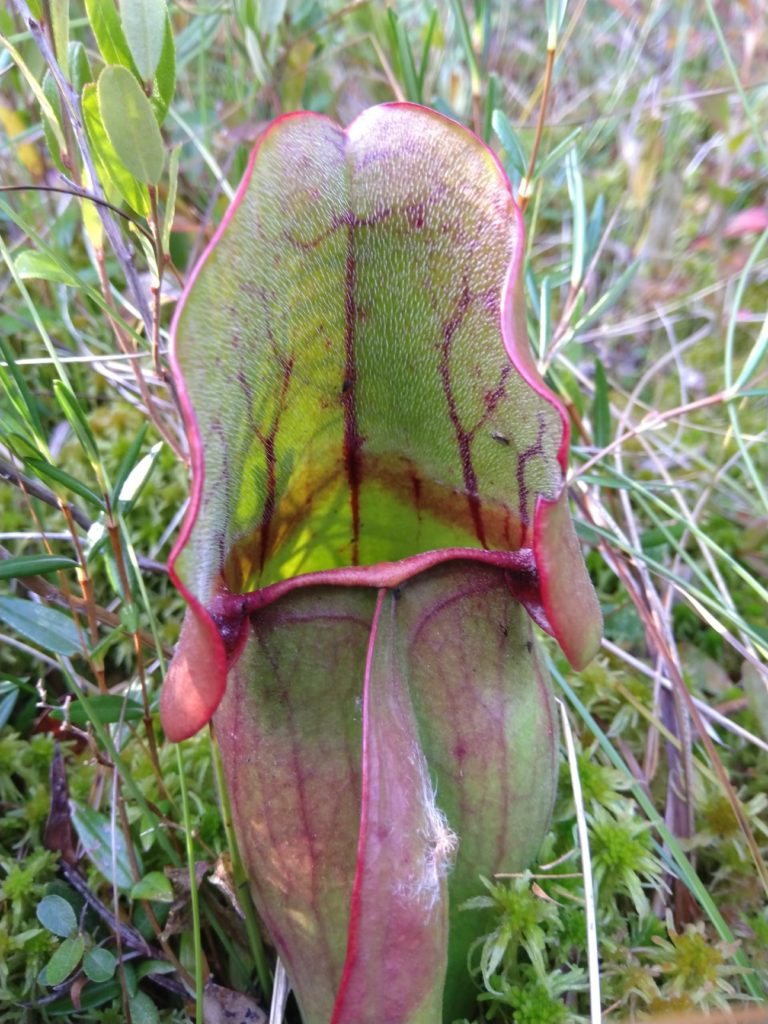 Boreal Forest Plant Carnivorous