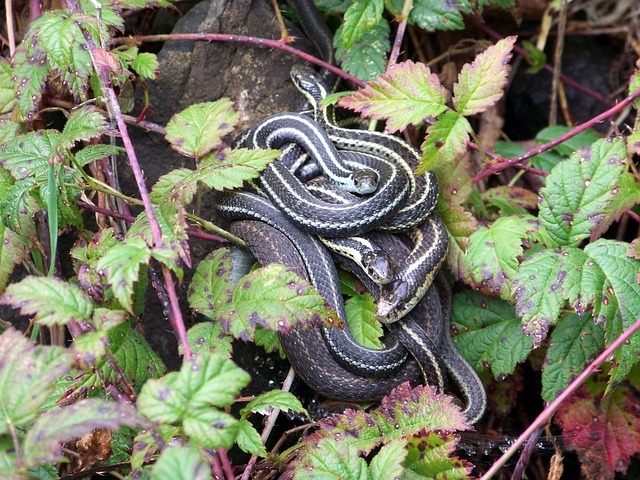 Boreal-Forest-Reptile-Garter-Snake