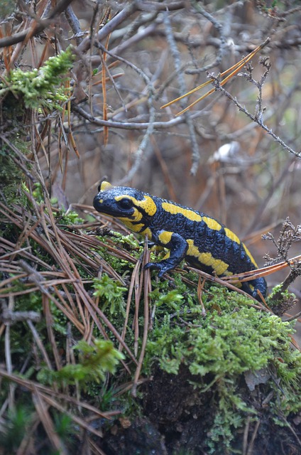 Boreal-Forest-Salamander