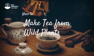 23 Northern Ingredients That Make Delicious Wild Tea | Eco Friendly Income