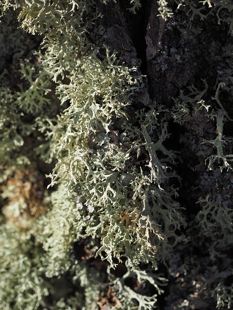 Lichen in the Boreal Forest