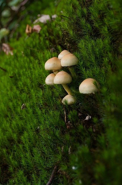 Moss in the Boreal Forest