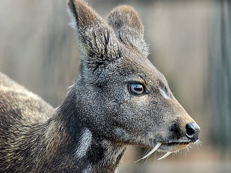 Taiga-Animals-Musk-Deer