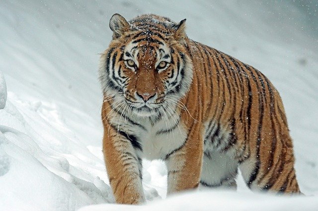 Taiga-Animals-Siberian-Tiger