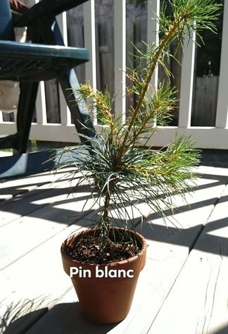 White-pine-sapling