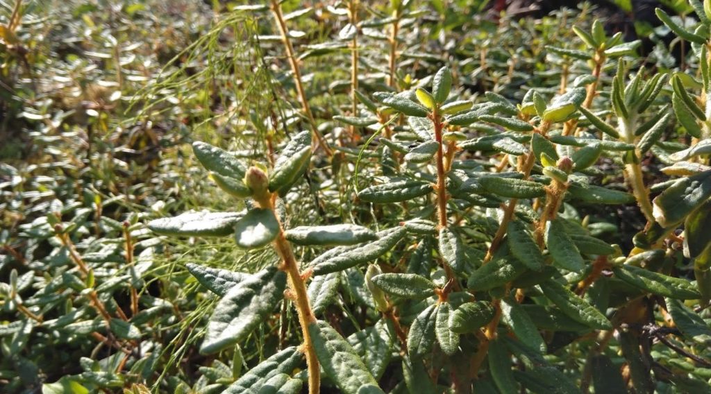 Wild-Labrador-Tea