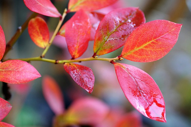 Wild-Tea-Base-Blueberry-Leaves