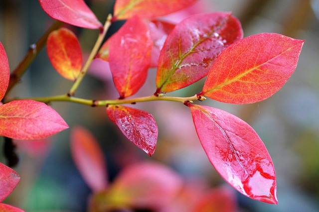 Wild-Tea-Base-Blueberry-Leaves