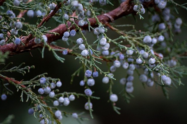 Wild-Tea-Ingredients-Juniper-Berry