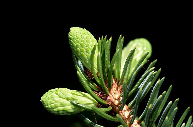 Wild-Tea-Ingredients-Spruce-Needles