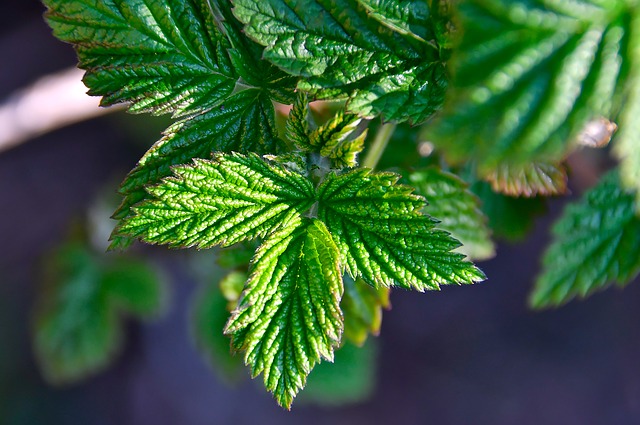 Wild-Tea-medicinal-ingredient-Raspberry-Leaves
