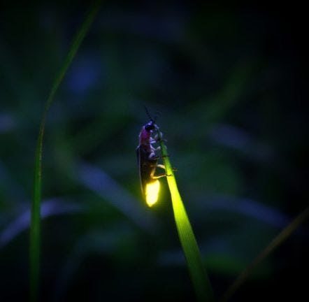 Wonders-of-the-Boreal-Forest-Fireflies-1