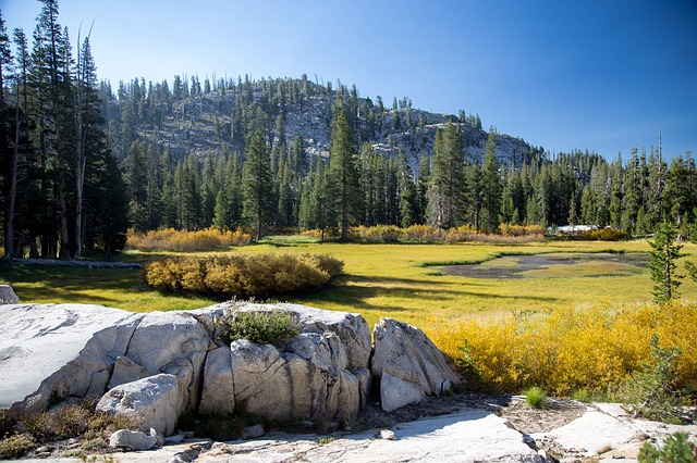 Boreal Forest Rocky Grassland