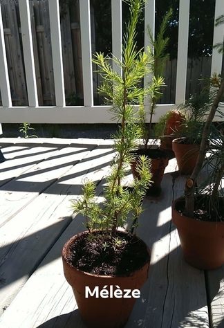 tamarack-larch-sapling