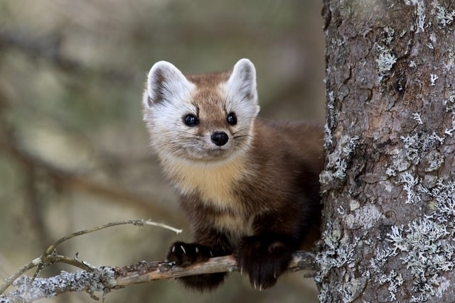 Boreal-Forest-Animals-Carnivores-American-Marten