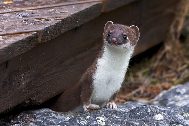 Boreal-Forest-Animals-Carnivores-Least-Weasel