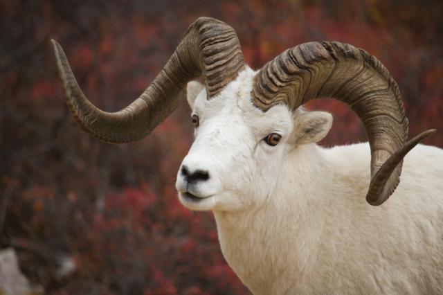Boreal-Forest-Mammals-Bovidae-Dalls-Sheep