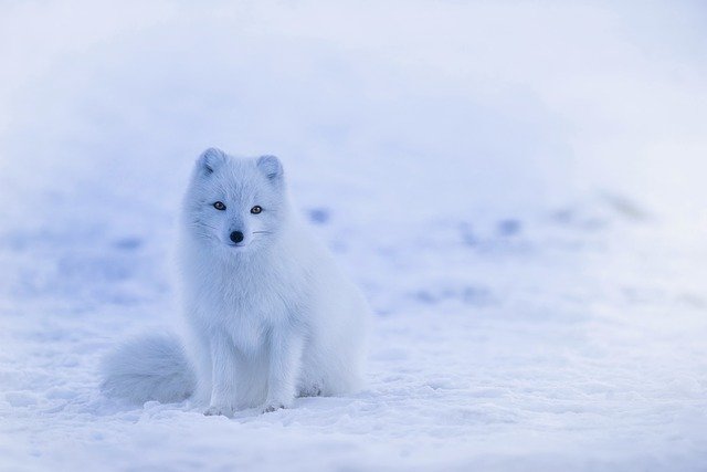 Boreal-Forest-Mammals-Carnivore-Arctic-Fox