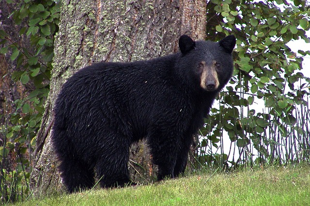 Boreal-Forest-Mammals-Carnivores-Black-Bear