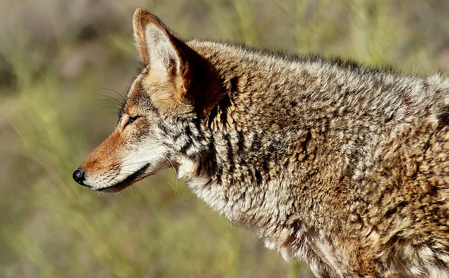 Boreal-Forest-Mammals-Carnivores-Coyote