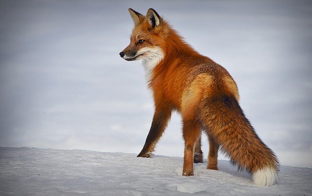 Boreal-Forest-Mammals-Carnivores-Fox-1