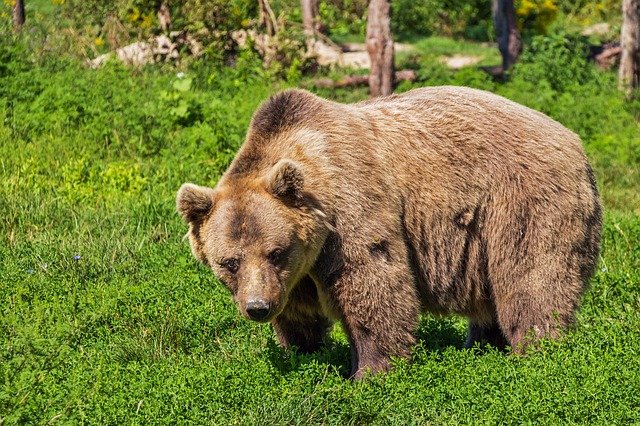 Boreal-Forest-Mammals-Carnivores-Grizzly-Bear