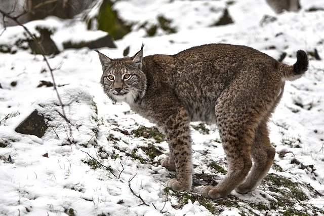 Boreal-Forest-Mammals-Carnivores-Lynx