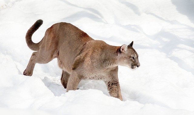 Boreal-Forest-Mammals-Carnivores-Mountain-Lion