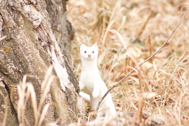 Boreal Forest Mammals - Carnivores - Stoat Ermine