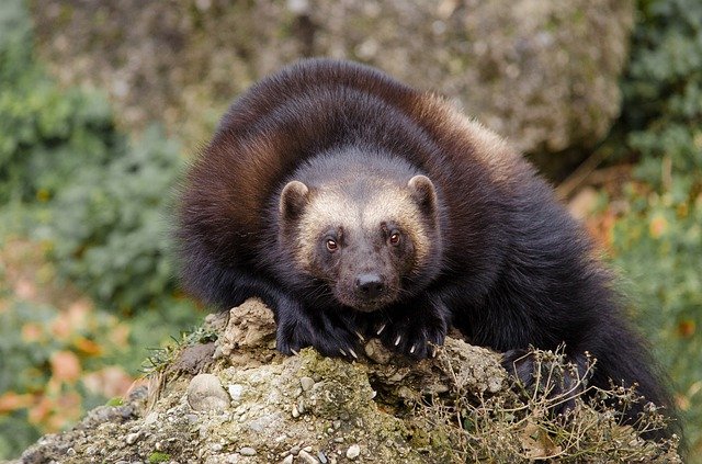 Boreal-Forest-Mammals-Carnivores-Wolverine