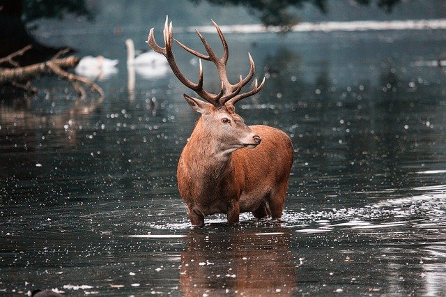 Boreal-Forest-Mammals-Cervidae-Red-Deer