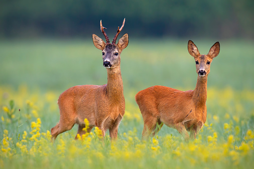 Boreal-Forest-Mammals-Cervidae-Roe-Deer