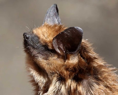 Boreal-Forest-Mammals-Chiroptera-Big-Brown-Bat