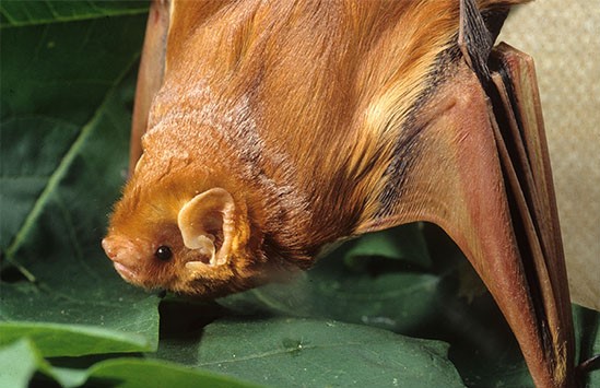 Boreal-Forest-Mammals-Chiroptera-Eastern-Red-Bat