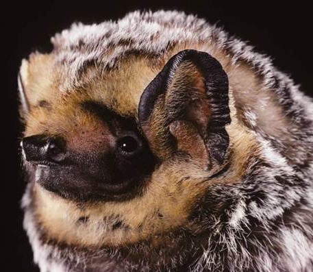 Boreal-Forest-Mammals-Chiroptera-Hoary-Bat