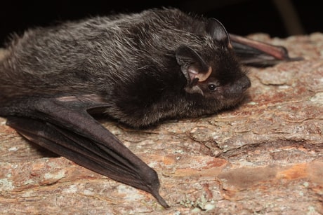 Boreal-Forest-Mammals-Chiroptera-Silver-Haired-Bat