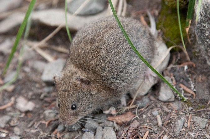 Boreal-Forest-Mammals-Cricetidae-Heather-Vole-dungava