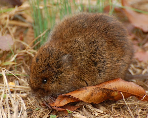 Boreal Forest Mammals - Cricetidae - Meadow Vole-min