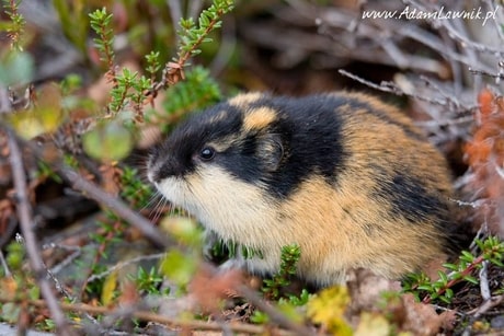 Boreal-Forest-Mammals-Cricetidae-Norway-Lemming