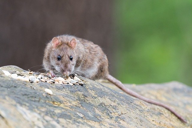 Boreal-Forest-Mammals-Cricetidae-Norway-Rat-1