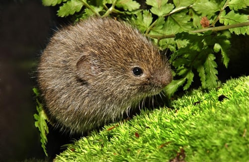 Boreal Forest Mammals - Cricetidae - Southern Bog Lemming