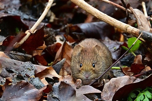 Boreal-Forest-Mammals-Cricetidae-Southern-Red-Back-Vole