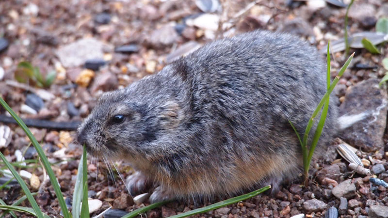 Boreal-Forest-Mammals-Cricetidae-Ungava-Lemming-min