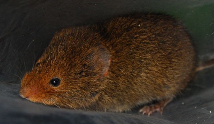 Boreal-Forest-Mammals-Cricetidae-Yellow-nosed-Vole