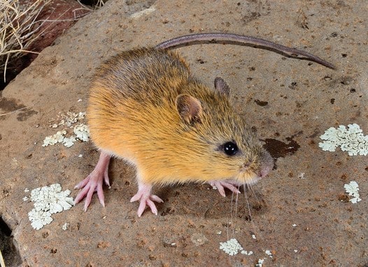 Boreal-Forest-Mammals-Dipodidae-Meadow-Jumping-Mouse