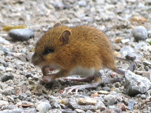 Boreal-Forest-Mammals-Dipodidae-Woodland-Jumping-Mouse