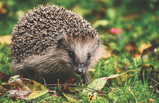 Boreal-Forest-Mammals-Erinaceidae-European-Hedgehog