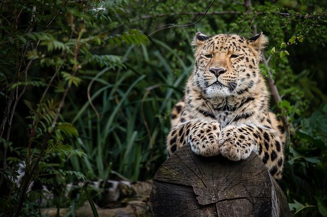 Boreal-Forest-Mammals-Felidae-Amur-Leopard