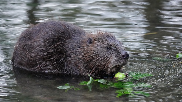 Boreal-Forest-Mammals-Herbivores-Beaver