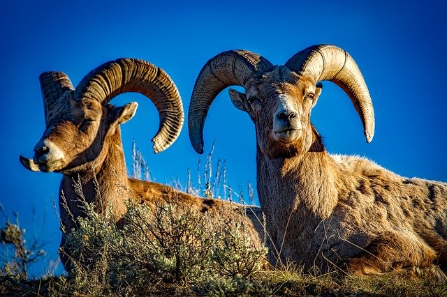 Boreal-Forest-Mammals-Herbivores-Bighorn-Sheep